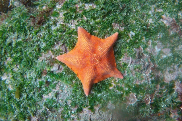  Starfish 